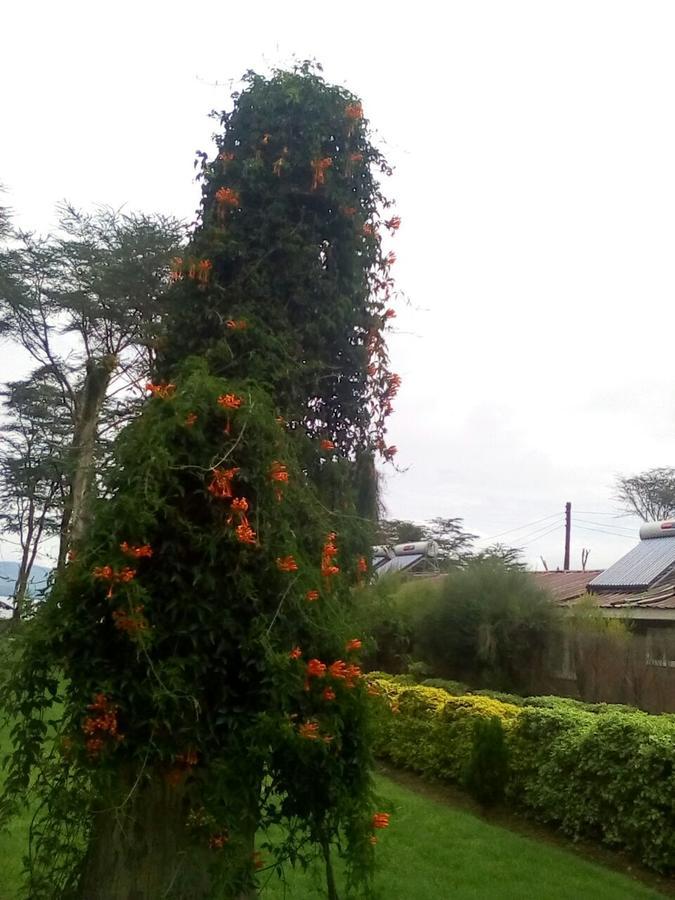 Hippo Safaris Resort Naivasha Zewnętrze zdjęcie